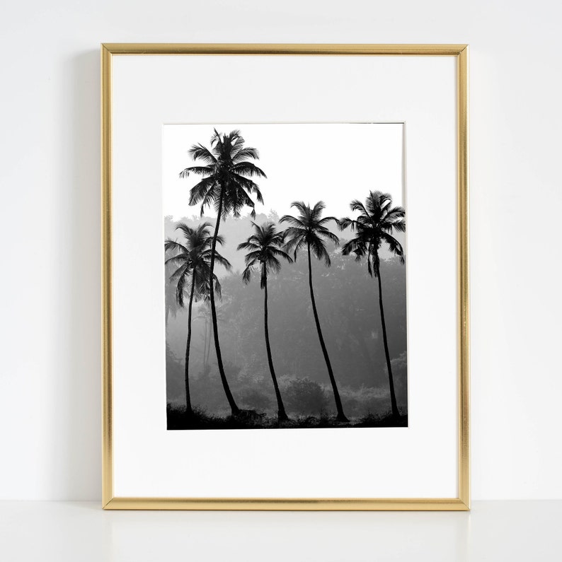 Puede incluir: Fotograf&iacute;a en blanco y negro de cinco palmeras silueteados contra un fondo brumoso. Los &aacute;rboles son altos y delgados, con frondosas hojas.