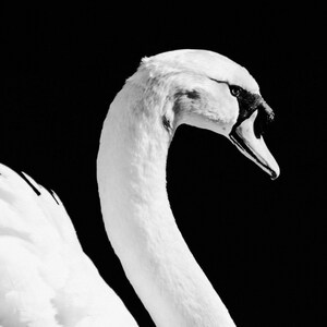 Impresión de cisne blanco, cartel minimalista de cisne, fotografía de cisne blanco y negro, arte de pared de reflejo de espejo, decoración escandinava, pájaro blanco elegante imagen 5