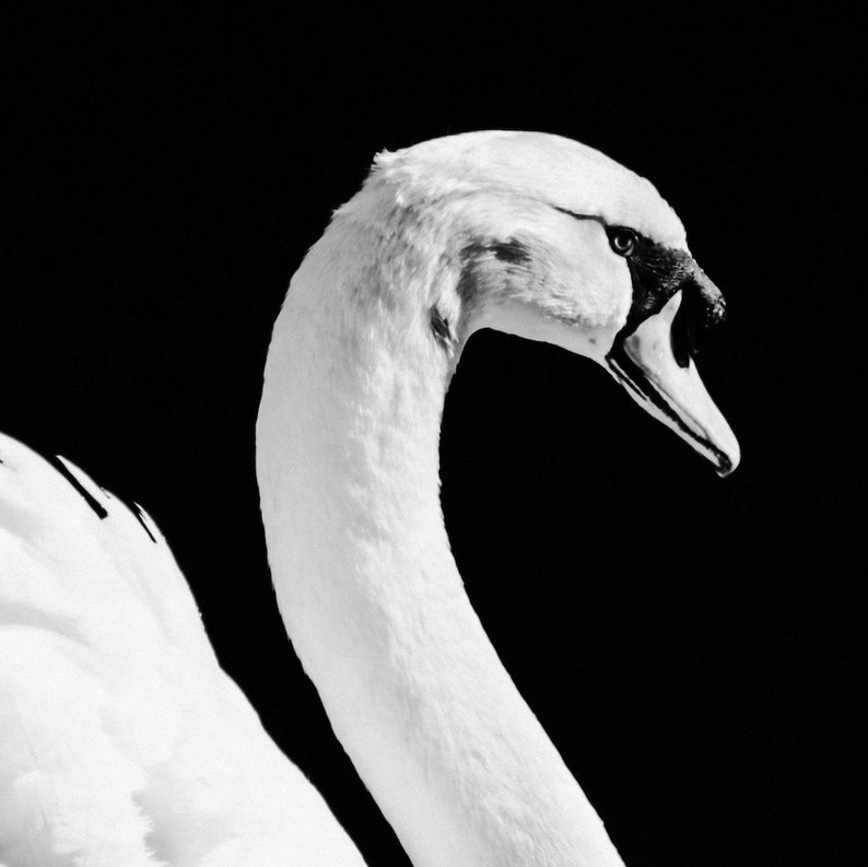 Impresión de cisne blanco, cartel minimalista de cisne, fotografía de cisne blanco y negro, arte de pared de reflejo de espejo, decoración escandinava, pájaro blanco elegante imagen 5