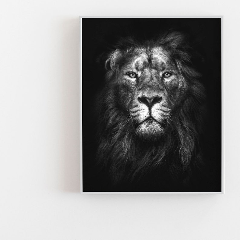 May include: A black and white photograph of a lion's face. The lion is looking directly at the camera with a serious expression. The lion's mane is thick and full, and its fur is soft and fluffy.