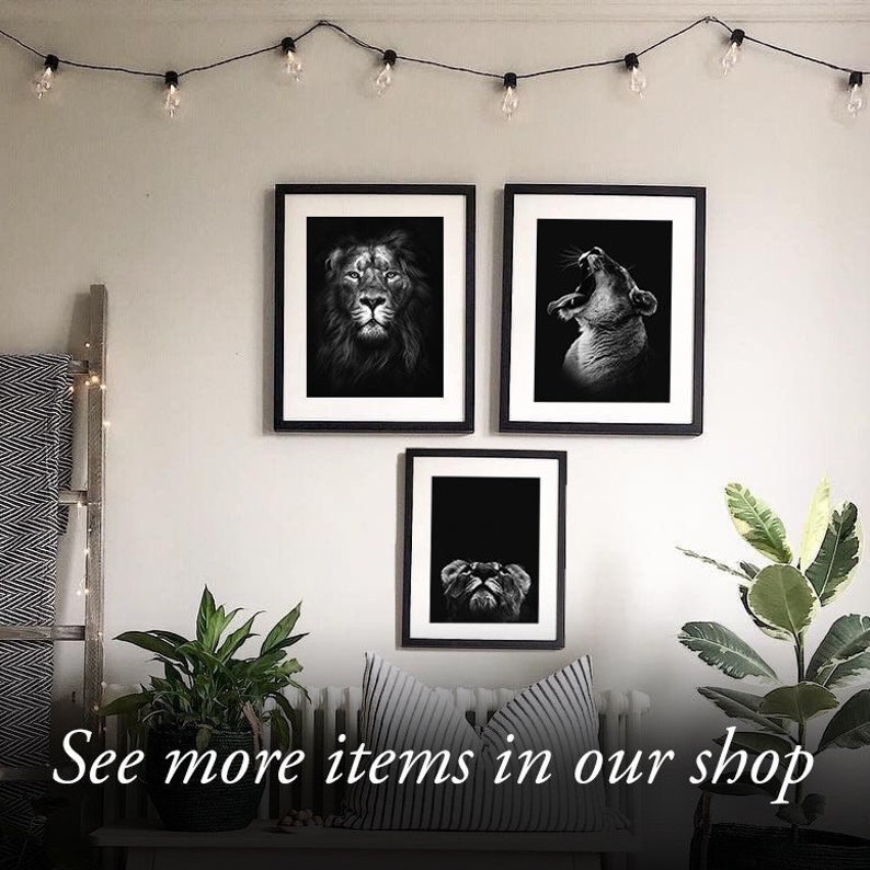 May include: Three black and white framed prints of lion and lioness portraits. The prints are hanging on a white wall with string lights above them. The prints are in a modern style and would look great in a living room or bedroom.