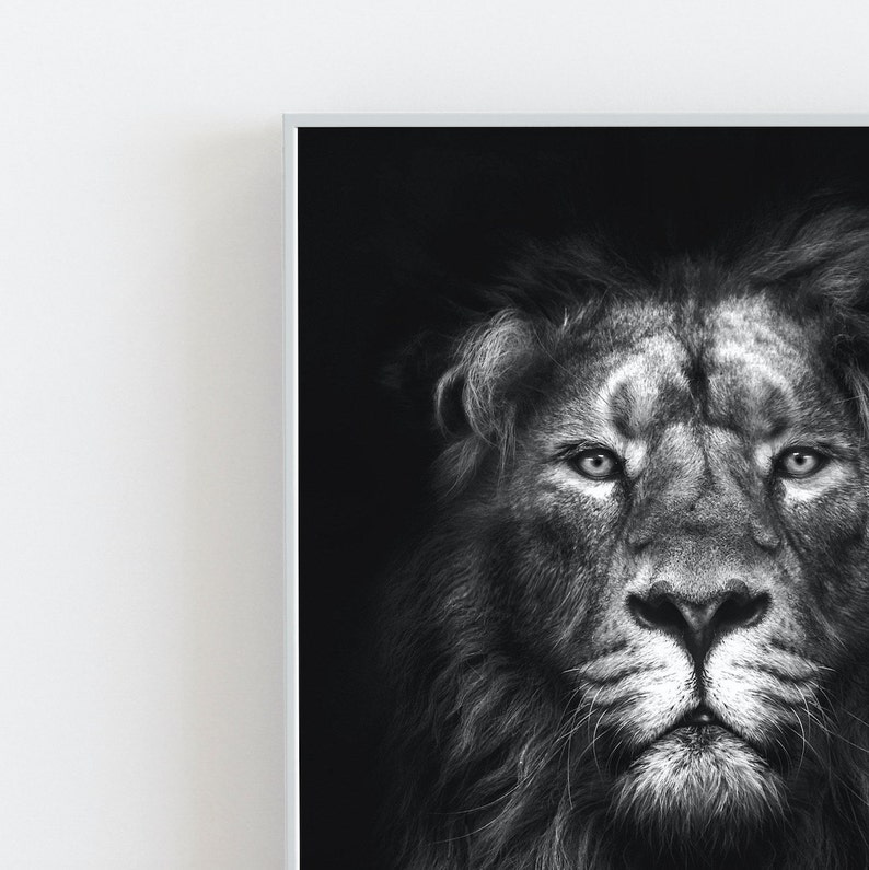 May include: A black and white photograph of a lion's face. The lion has a thick mane and intense eyes. The background is black.