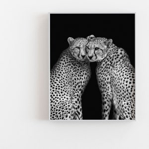 May include: Two cheetahs, one with its head resting on the other's shoulder, are photographed in black and white against a black background.