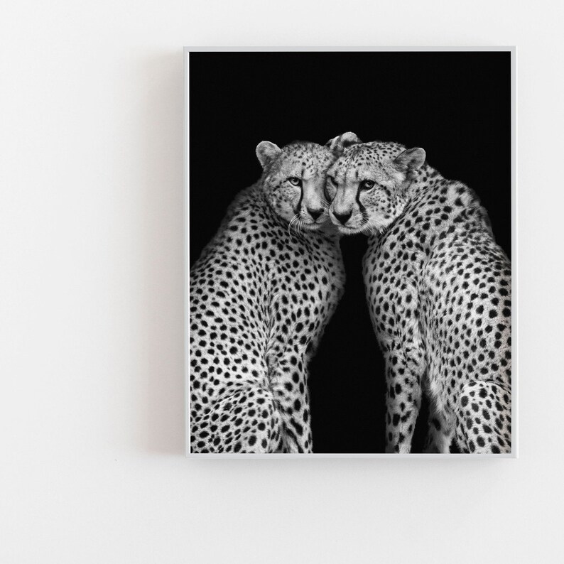 May include: Two cheetahs, one with its head resting on the other's shoulder, are photographed in black and white against a black background.