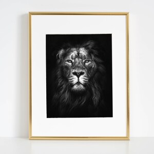 May include: A black and white photograph of a lion's face. The lion is looking directly at the camera with a serious expression. The lion's mane is thick and full, and its fur is soft and fluffy.