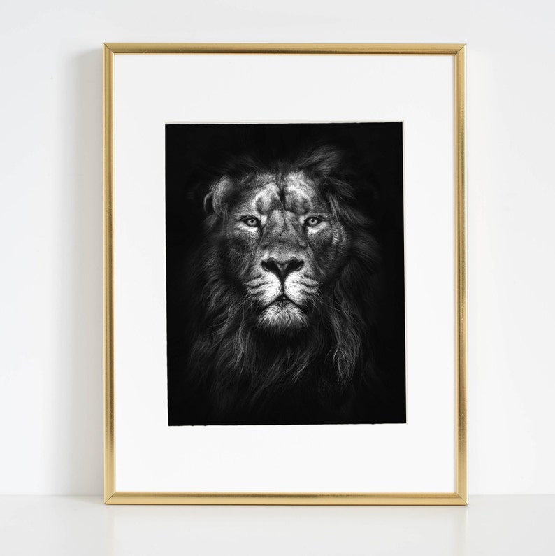 May include: A black and white photograph of a lion's face. The lion is looking directly at the camera with a serious expression. The lion's mane is thick and full, and its fur is soft and fluffy.