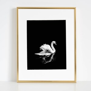Impresión de cisne blanco, cartel minimalista de cisne, fotografía de cisne blanco y negro, arte de pared de reflejo de espejo, decoración escandinava, pájaro blanco elegante imagen 7