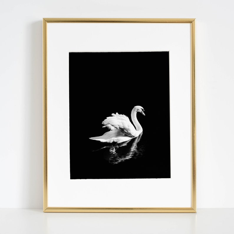Impresión de cisne blanco, cartel minimalista de cisne, fotografía de cisne blanco y negro, arte de pared de reflejo de espejo, decoración escandinava, pájaro blanco elegante imagen 7