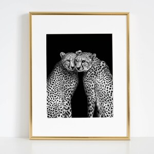 May include: Black and white photograph of two cheetahs nuzzling each other against a black background.