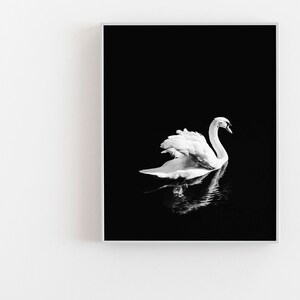 Impresión de cisne blanco, cartel minimalista de cisne, fotografía de cisne blanco y negro, arte de pared de reflejo de espejo, decoración escandinava, pájaro blanco elegante imagen 3