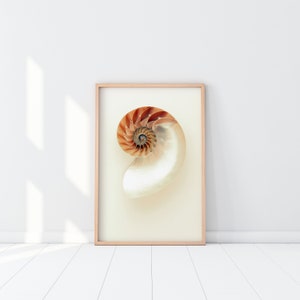 Peut inclure: Une impression encadrée d'une coquille de nautile avec un motif en spirale dans des tons de brun et de blanc sur un fond crème.