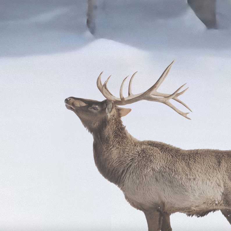 Winter Deers Print, Minimalist Deers Poster, Deers Photography, Scandinavian Wall Art, Deers Printable, Deer Art, Deers in snow, Deers herd image 4