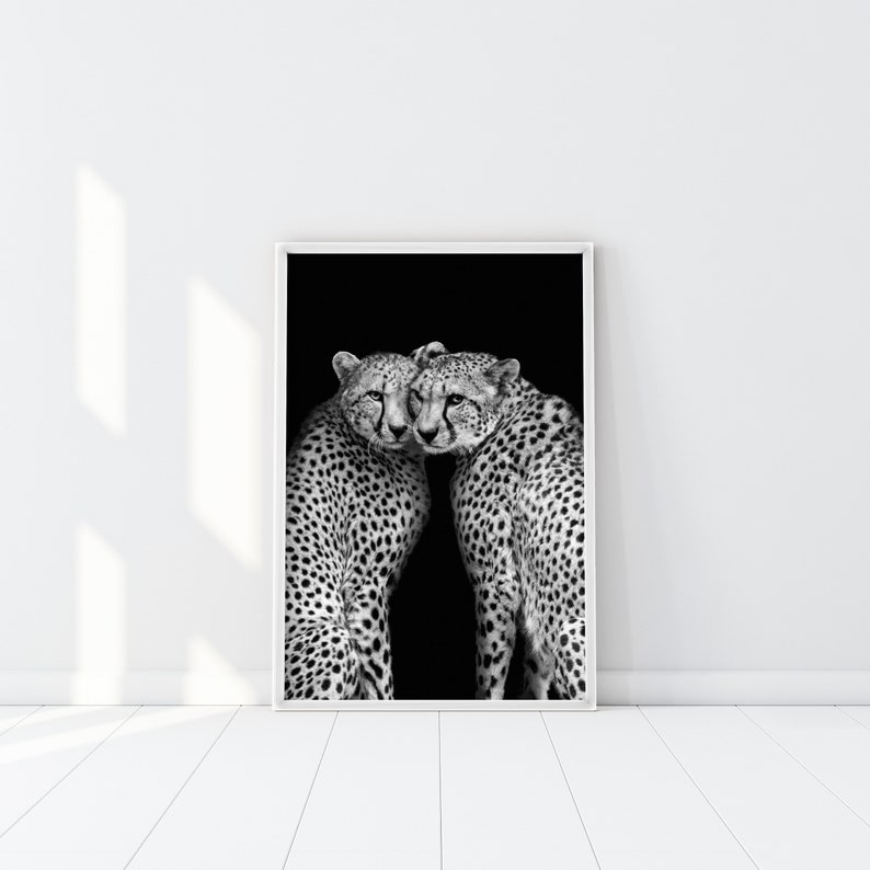 May include: Black and white photograph of two cheetahs nuzzling each other against a black background.