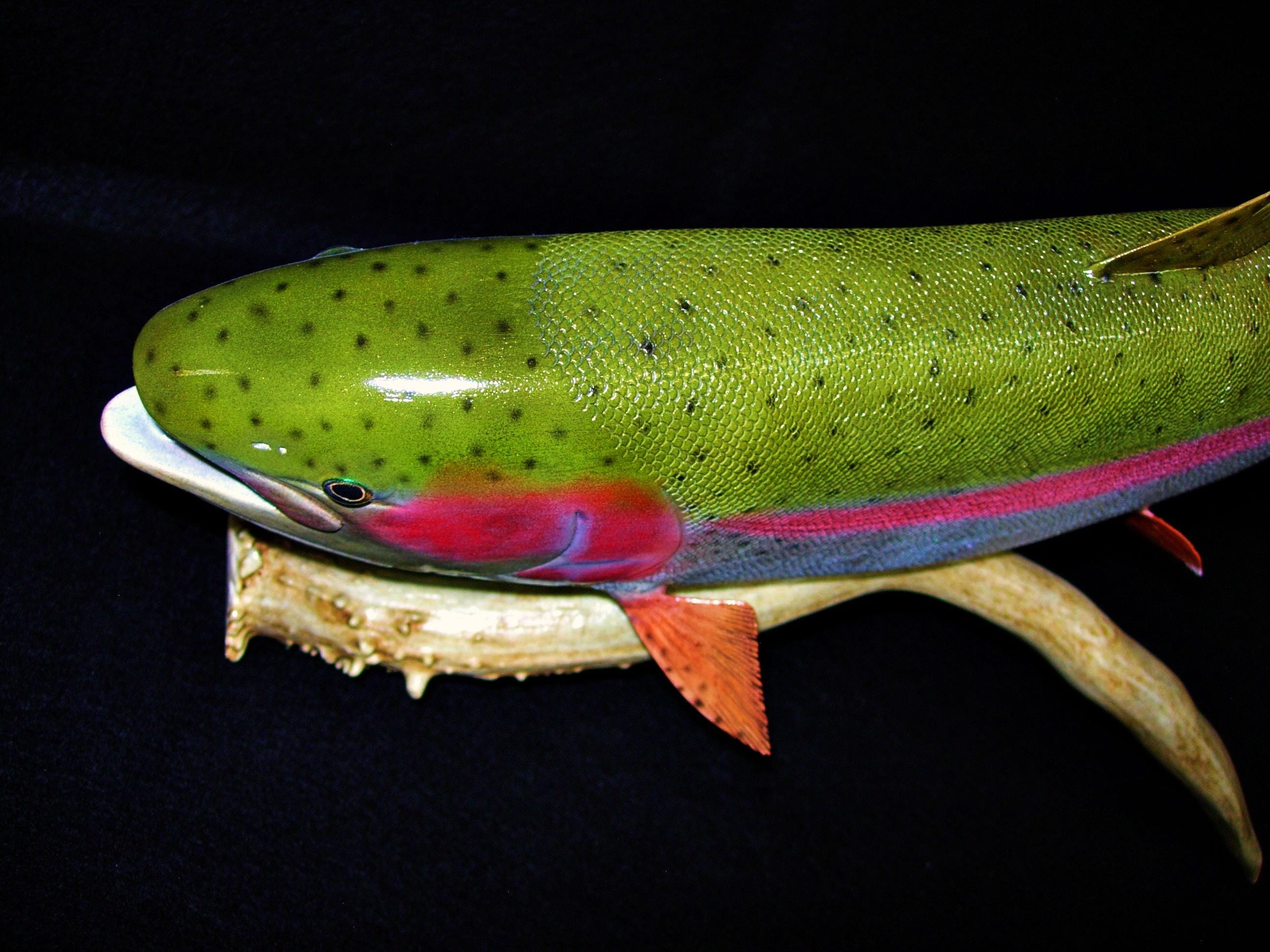 Truite Arc-en-ciel Sculptée Main – Décoration Pêche – Poisson En Bois – États-Unis