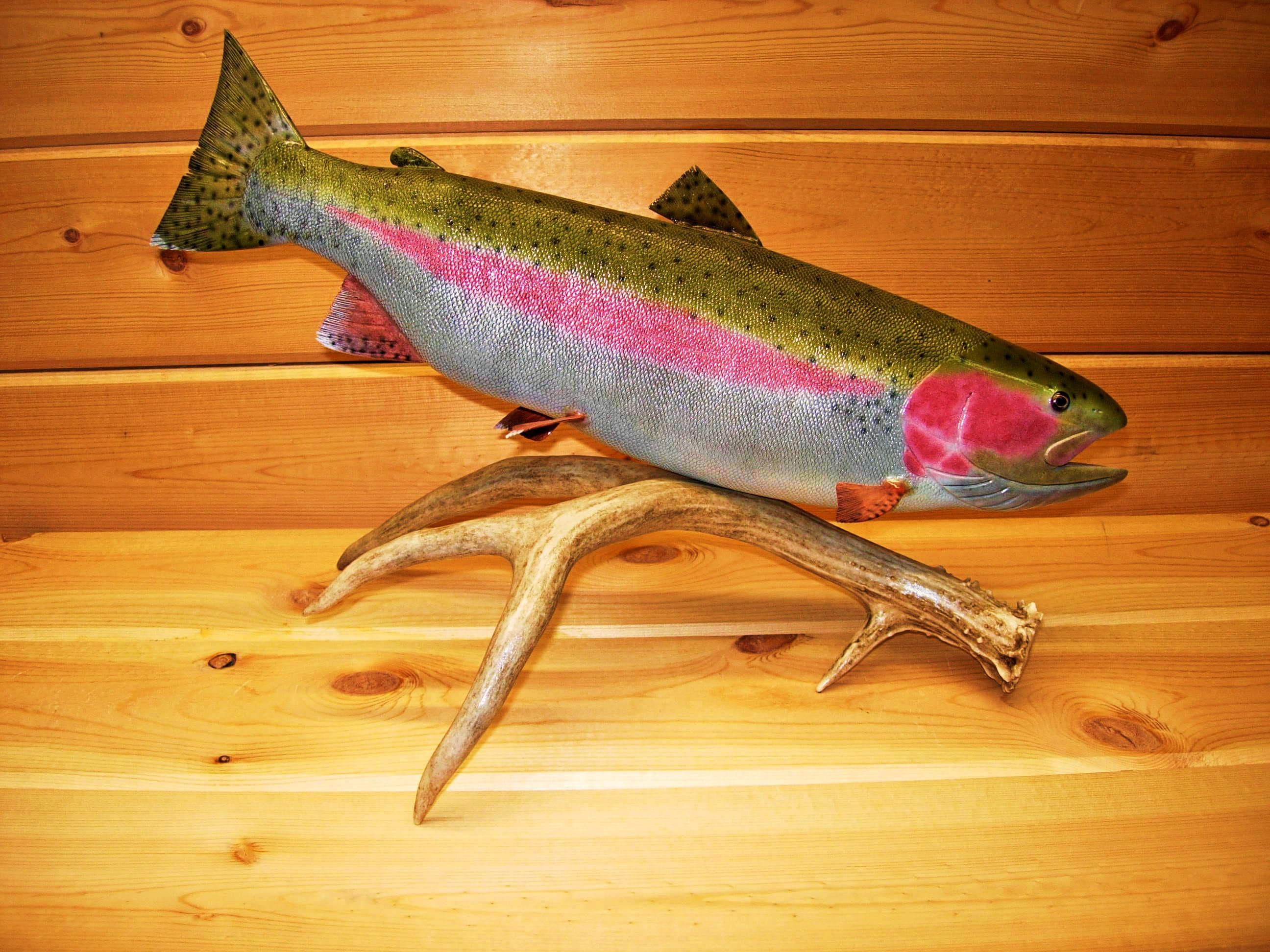 Poissons-Truite arc en ciel | Fédération de Savoie pour la Pêche et la Protection du Milieu Aquatique
