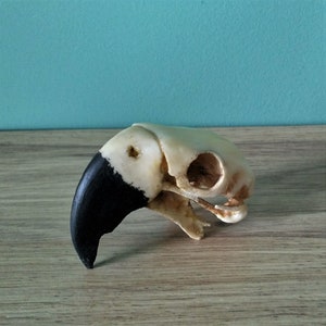 Crâne dara réaliste de taille 1: 1 réplique de crâne de perroquet moulé en résine fausse taxidermie bizarrerie bizarreries image 3