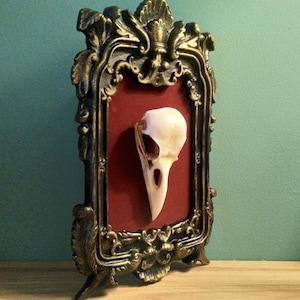 Gerahmter realistischer Rabenschädel, Rabenschädel Kuriosität, Kunstharz gegossen, Kuriosität, Totenkopfdekoration, 3D Gothic Wandkunst