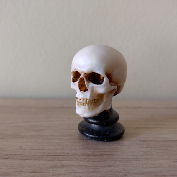 Human skull pawn - fake taxidermy - weird stuff - oddity - oddities