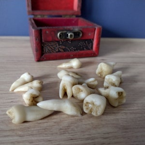 Aged human teeth in a box - curiosities - weird creepy stuff