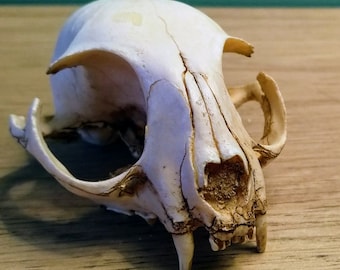 Domestic cat skull - vegan - animal cruelty free