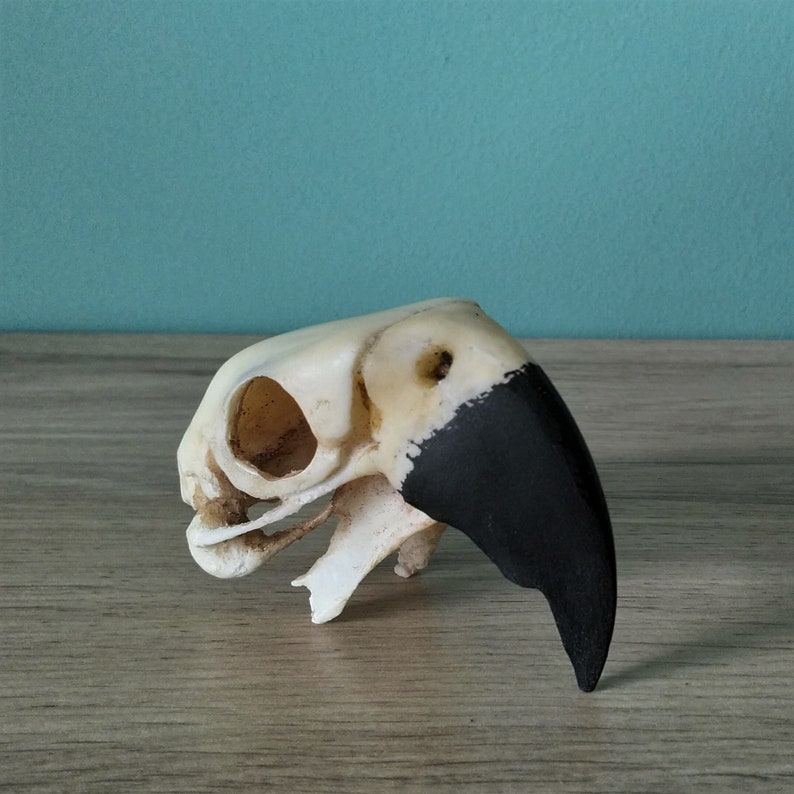 Crâne dara réaliste de taille 1: 1 réplique de crâne de perroquet moulé en résine fausse taxidermie bizarrerie bizarreries image 5