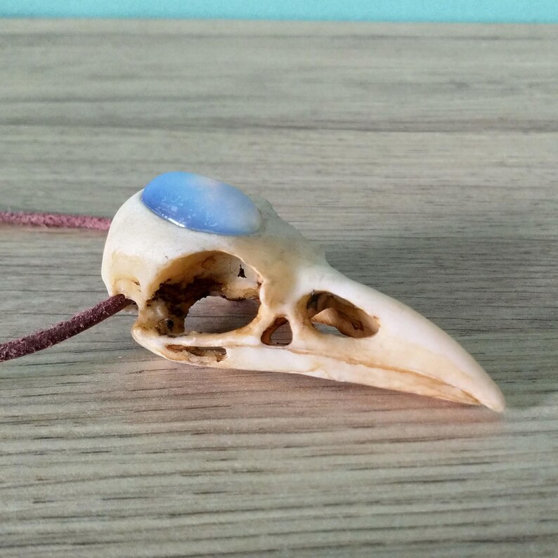 Pode incluir: Um pingente de cr&acirc;nio de p&aacute;ssaro branco com uma gema azul e branca engastada na &oacute;rbita ocular. O pingente est&aacute; preso a um cord&atilde;o de couro marrom.