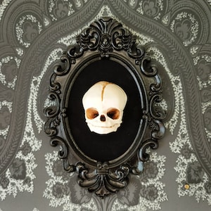 May include: A black ornate frame with a velvet backing displays a white baby skull. The skull is detailed with bone sutures and eye sockets.