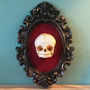 Framed human fetal skull, baby skull oddity, resin casted replica, fetus, curiosity cabinet, 3D Gothic Wall Art - oddities