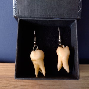 Human teeth earrings - Human molar earrings - curiosity jewlery