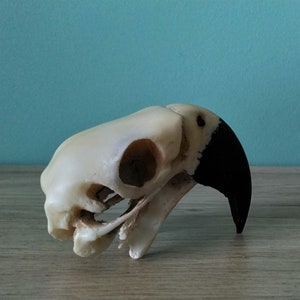 Crâne dara réaliste de taille 1: 1 réplique de crâne de perroquet moulé en résine fausse taxidermie bizarrerie bizarreries image 6