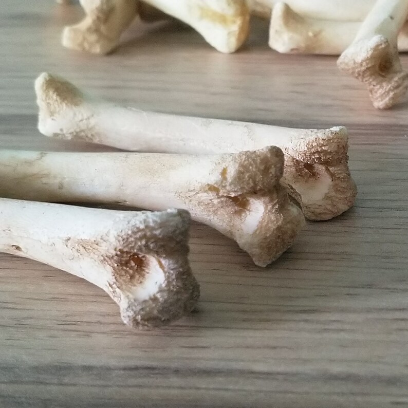 Resin bone replica oddity bones witchcraft macabre Etsy