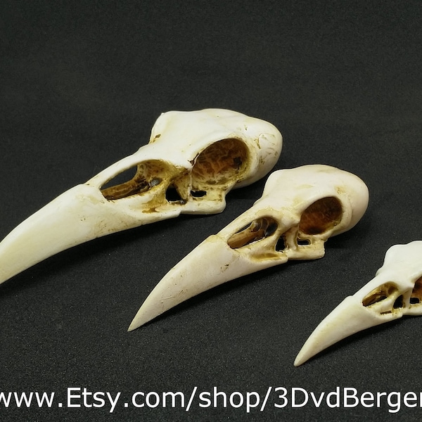 Stylized raven skull available in 3 sizes - fake taxidermy - weird - oddity - oddities