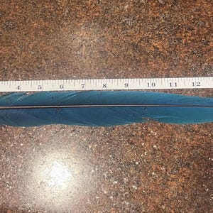 Ara Macaw rare Parrot Tail feathers for crafts hats  decoration blue red parrot feather