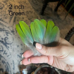 Plumes rares de perroquet ara ara vert bleu rouge pour travaux manuels, décoration, chapeaux,