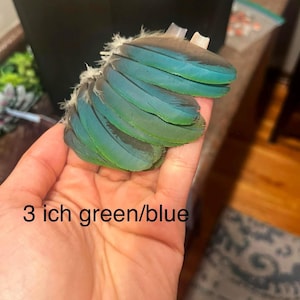 Rare Ara Macaw parrot Feathers green blue red (2)