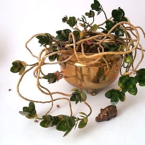 Vintage brass planter with handle, antique solid brass, vintage plant pot, cachepot metal,  cottage farmhouse chic indoor gardening