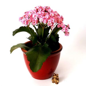 Könnte beinhalten: Eine Kalanchoe-Pflanze mit leuchtend rosa Blüten und grünen Blättern in einem roten Keramiktopf. Daneben eine kleine goldene Froschfigur. Der Hintergrund ist weiß.