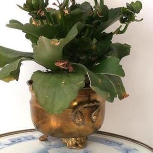 Op de afbeelding: Een koperen plantenbak met een ronde vorm, twee handvatten aan de zijkanten en drie versierde voetjes, met daarin een groene bladplant met kleine knoppen. Het metalen oppervlak heeft een warme afwerking met zichtbare sporen van ouderdom en natuurlijke patina.