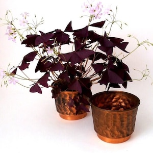 May include: A purple shamrock plant with dark triangular leaves and small pale pink flowers growing in a hammered copper pot, positioned next to an identical empty hammered copper pot with a smooth base and a textured, dimpled exterior surface.