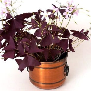 Op de afbeelding: Een Oxalis triangularis plant in een pot met dieppaarse, driehoekige bladeren en kleine, lichtroze bloemen. De plant staat in een ronde, metallic koperkleurige houder met twee donkere, cirkelvormige handvatten aan de zijkanten.