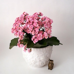 Könnte beinhalten: Eine Kalanchoe-Pflanze mit leuchtend rosa Blüten und dunkelgrünen Blättern in einem weißen, strukturierten Keramiktopf. Eine kleine, bronzefarbene Eulenfigur steht neben dem Topf und bildet eine dekorative Präsentation.