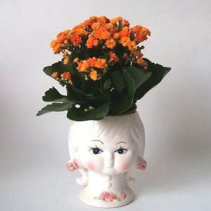 Könnte beinhalten: Ein weißer, kopfgeformter Keramikübertopf mit stilisiertem Gesicht, rosa Wangen und kleinen rosa Schleifen an den Seiten. Der Übertopf enthält eine Kalanchoe-Pflanze mit Büscheln aus kleinen, leuchtend orangefarbenen Blüten und dunkelgrünen Blättern.