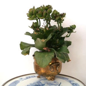 Brass planter with handle, solid brass planter, vintage plant pot, cachepot metal, cottage farmhouse chic indoor gardening urban jungle
