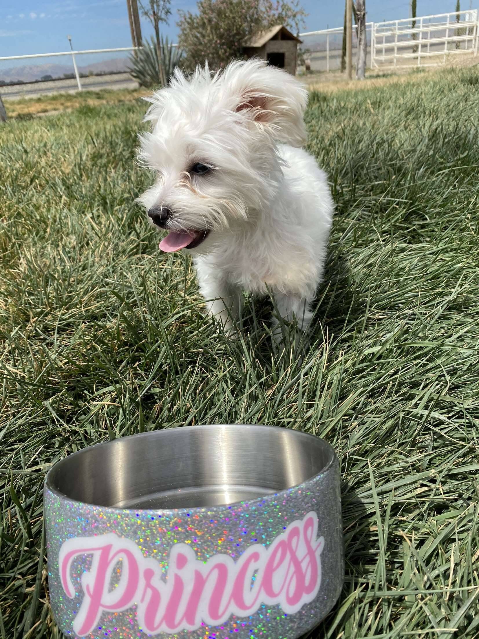 Personalized Glitter Dog Bowl Insulated Dog Bowl Pet Etsy