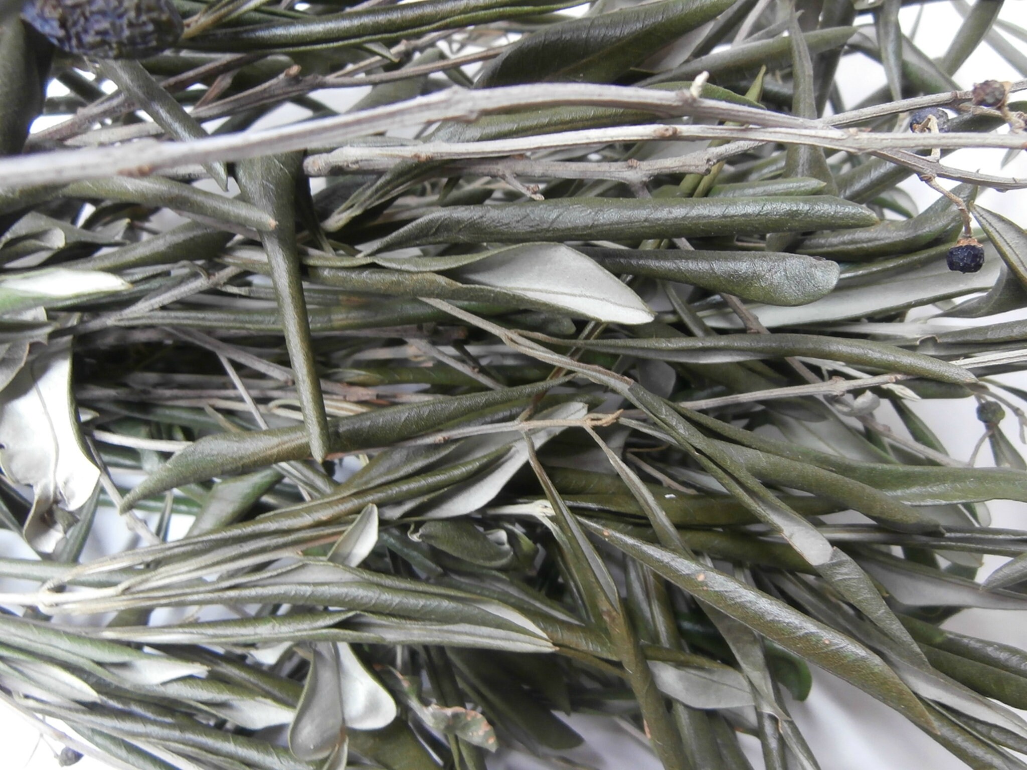 Dried Olive Branches Olive Leaves Real Olive Tree Branches Etsy