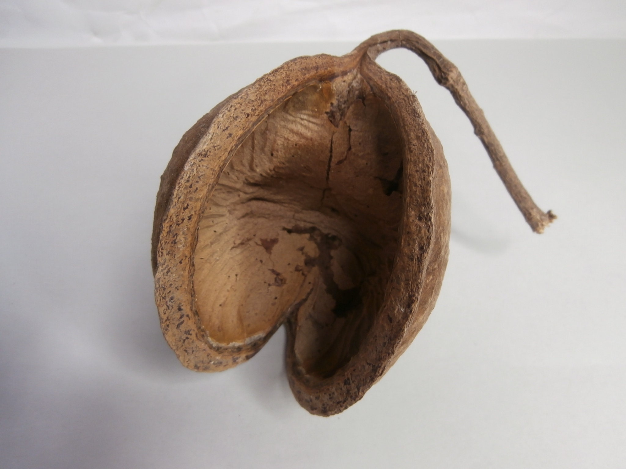 Coconut Petals Decorative Potpourri Seed Pod Coconut Petals Decorative Potpourri Seed Pod