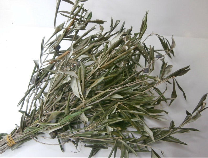 Dried Olive Branches Olive Leaves Real Olive Tree Branches Etsy