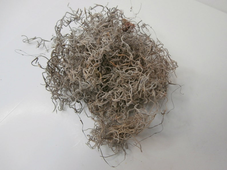 Spanish Moss Dried and Preserved Moss Dried Moss Decorative Etsy