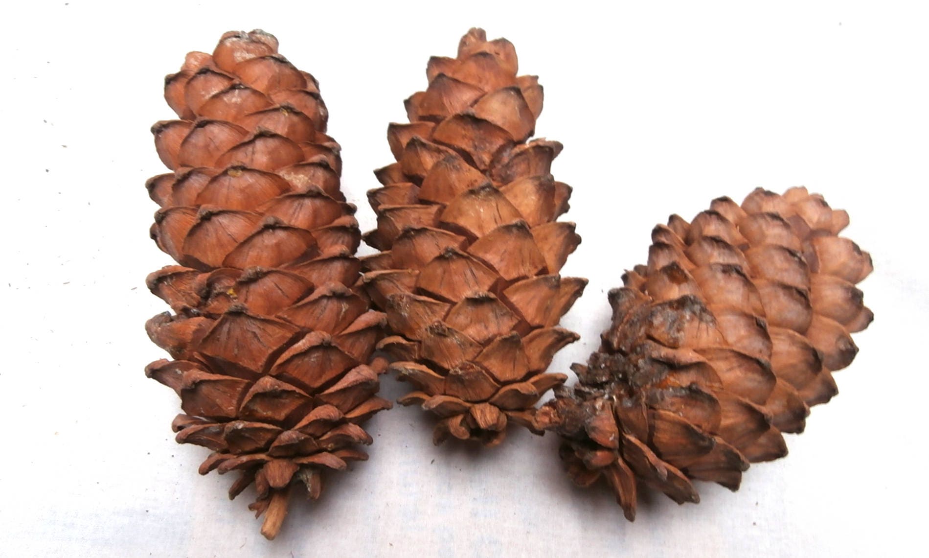 3 Pineapple Pine Cones Spruce Cone Large Pines Cones Mini Etsy