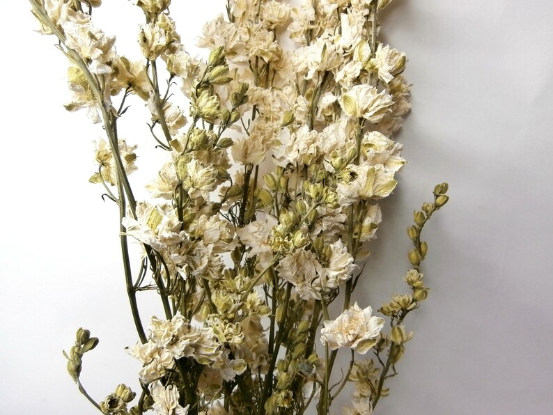 Dried White Delphinium Bouquet/Larkspur Flower Bunch ...